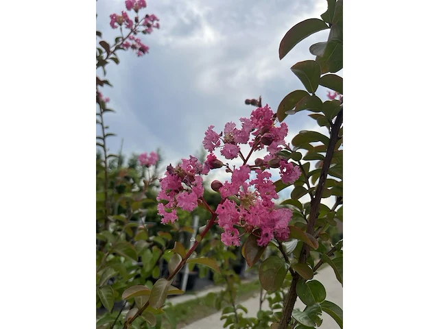 5x sierstruik, lagerstroemia i. 'seaburn', e.a., sierheester, bloei/herfstverkleuring, ca. 80-200 cm hoog - afbeelding 3 van  10