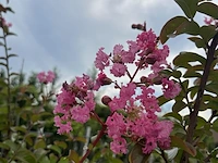 5x sierstruik, lagerstroemia i. 'seaburn', e.a., sierheester, bloei/herfstverkleuring, ca. 80-200 cm hoog - afbeelding 3 van  10