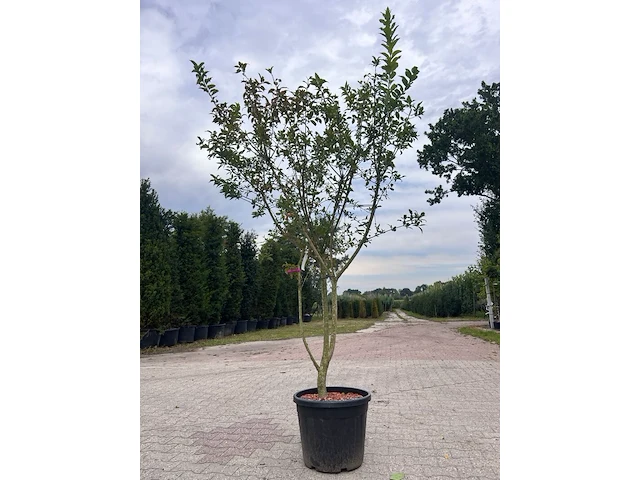 5x sierstruik, lagerstroemia i. 'seaburn', e.a., sierheester, bloei/herfstverkleuring, ca. 80-200 cm hoog - afbeelding 4 van  10