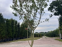 5x sierstruik, lagerstroemia i. 'seaburn', e.a., sierheester, bloei/herfstverkleuring, ca. 80-200 cm hoog - afbeelding 4 van  10
