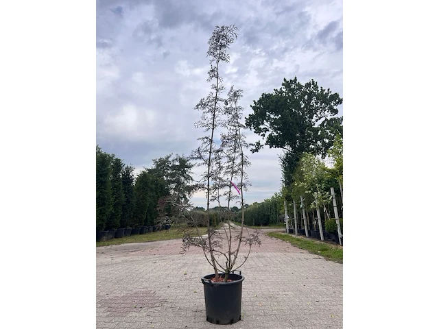 5x sierstruik, lagerstroemia i. 'seaburn', e.a., sierheester, bloei/herfstverkleuring, ca. 80-200 cm hoog - afbeelding 6 van  10