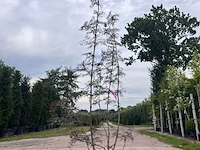 5x sierstruik, lagerstroemia i. 'seaburn', e.a., sierheester, bloei/herfstverkleuring, ca. 80-200 cm hoog - afbeelding 6 van  10