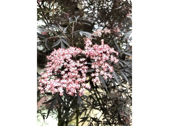 5x sierstruik, lagerstroemia i. 'seaburn', e.a., sierheester, bloei/herfstverkleuring, ca. 80-200 cm hoog - afbeelding 7 van  10