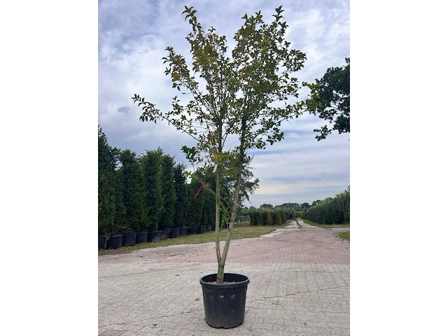 5x sierstruik, lagerstroemia i. 'seaburn', e.a., sierheester, bloei/herfstverkleuring, ca. 80-200 cm hoog - afbeelding 8 van  10