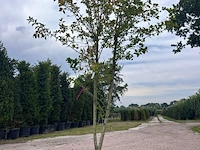 5x sierstruik, lagerstroemia i. 'seaburn', e.a., sierheester, bloei/herfstverkleuring, ca. 80-200 cm hoog - afbeelding 8 van  10