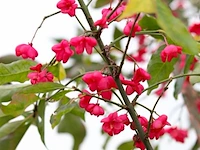 5x sierstruik, lagerstroemia i. 'seaburn', e.a., sierheester, bloei/herfstverkleuring, ca. 80-200 cm hoog - afbeelding 9 van  10
