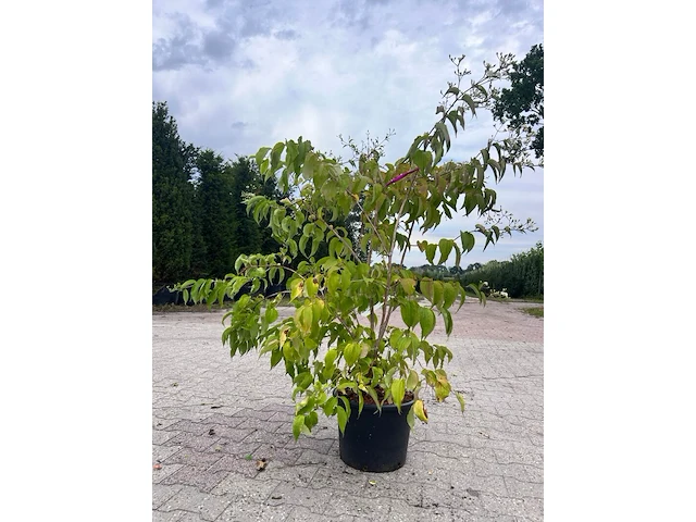 5x sierstruik, lagerstroemia i. 'seaburn', e.a., sierheester, bloei/herfstverkleuring, ca. 80-200 cm hoog - afbeelding 10 van  10