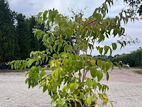 5x sierstruik, lagerstroemia i. 'seaburn', e.a., sierheester, bloei/herfstverkleuring, ca. 80-200 cm hoog - afbeelding 10 van  10
