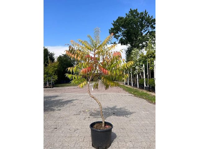 5x sierstruik, magnolia stellata, e.a., sierheester, bloei/herfstverkleuring, ca. 100-200 cm hoog - afbeelding 1 van  7