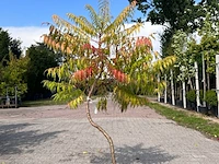 5x sierstruik, magnolia stellata, e.a., sierheester, bloei/herfstverkleuring, ca. 100-200 cm hoog