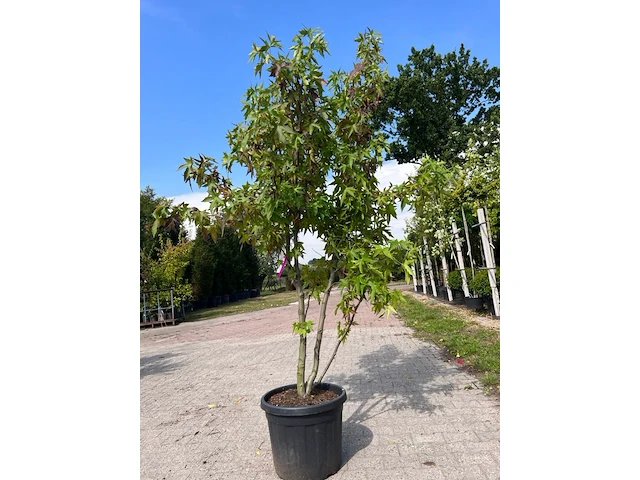 5x sierstruik, magnolia stellata, e.a., sierheester, bloei/herfstverkleuring, ca. 100-200 cm hoog - afbeelding 2 van  7