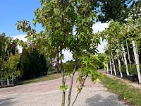 5x sierstruik, magnolia stellata, e.a., sierheester, bloei/herfstverkleuring, ca. 100-200 cm hoog - afbeelding 2 van  7