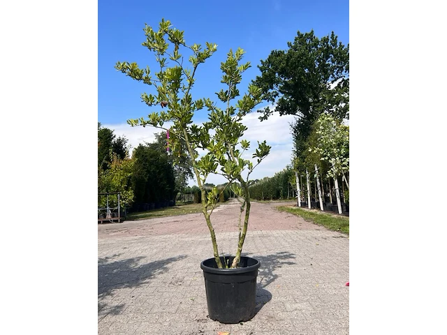 5x sierstruik, magnolia stellata, e.a., sierheester, bloei/herfstverkleuring, ca. 100-200 cm hoog - afbeelding 4 van  7