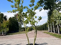 5x sierstruik, magnolia stellata, e.a., sierheester, bloei/herfstverkleuring, ca. 100-200 cm hoog - afbeelding 4 van  7
