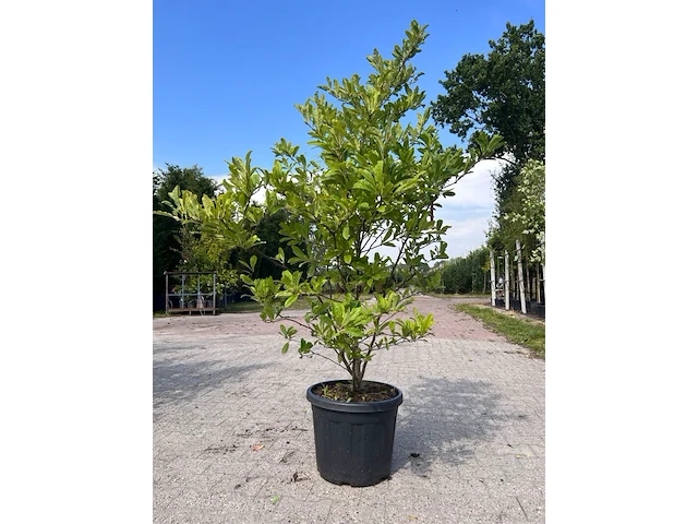 5x sierstruik, magnolia stellata, e.a., sierheester, bloei/herfstverkleuring, ca. 100-200 cm hoog - afbeelding 5 van  7