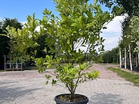 5x sierstruik, magnolia stellata, e.a., sierheester, bloei/herfstverkleuring, ca. 100-200 cm hoog - afbeelding 5 van  7