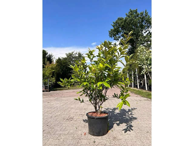 5x sierstruik, magnolia stellata, e.a., sierheester, bloei/herfstverkleuring, ca. 100-200 cm hoog - afbeelding 6 van  7