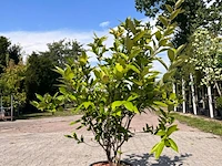 5x sierstruik, magnolia stellata, e.a., sierheester, bloei/herfstverkleuring, ca. 100-200 cm hoog - afbeelding 6 van  7