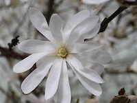 5x sierstruik, magnolia stellata, e.a., sierheester, bloei/herfstverkleuring, ca. 100-200 cm hoog - afbeelding 7 van  7