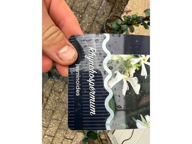 5x toscaanse jasmijn s - trachelospermum jasminoides - hoogte ca. 130 cm - afbeelding 3 van  4