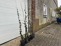 5x toscaanse jasmijn s - trachelospermum jasminoides - hoogte ca. 150 cm - afbeelding 3 van  4