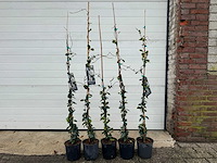 5x toscaanse jasmijn s - trachelospermum jasminoides - hoogte ca. 150 cm - afbeelding 1 van  4