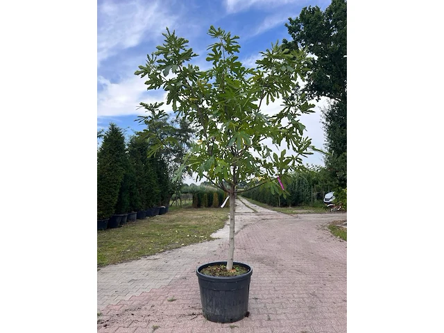 5x vruchtboom, pyrus 'comice', e.a., halfstam, vruchtdragend, ca. 2.5-3.5 m hoog - afbeelding 1 van  8