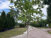 5x vruchtboom, pyrus 'comice', e.a., halfstam, vruchtdragend, ca. 2.5-3.5 m hoog