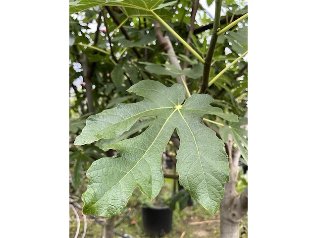 5x vruchtboom, pyrus 'comice', e.a., halfstam, vruchtdragend, ca. 2.5-3.5 m hoog - afbeelding 2 van  8