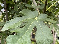 5x vruchtboom, pyrus 'comice', e.a., halfstam, vruchtdragend, ca. 2.5-3.5 m hoog - afbeelding 2 van  8