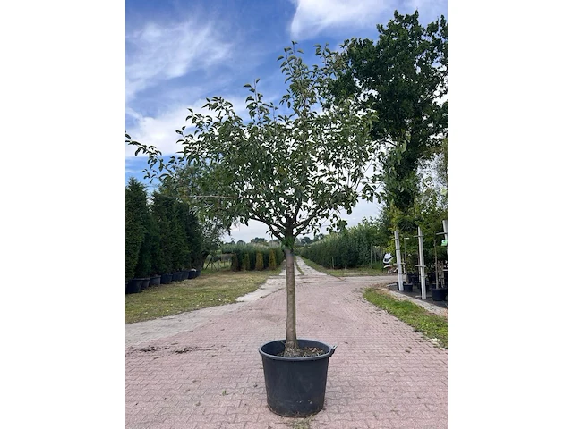 5x vruchtboom, pyrus 'comice', e.a., halfstam, vruchtdragend, ca. 2.5-3.5 m hoog - afbeelding 3 van  8