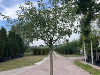 5x vruchtboom, pyrus 'comice', e.a., halfstam, vruchtdragend, ca. 2.5-3.5 m hoog - afbeelding 3 van  8