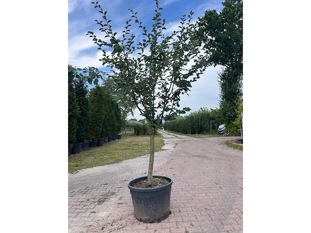 5x vruchtboom, pyrus 'comice', e.a., halfstam, vruchtdragend, ca. 2.5-3.5 m hoog - afbeelding 4 van  8