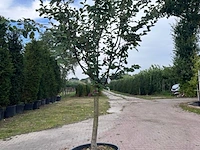 5x vruchtboom, pyrus 'comice', e.a., halfstam, vruchtdragend, ca. 2.5-3.5 m hoog - afbeelding 4 van  8