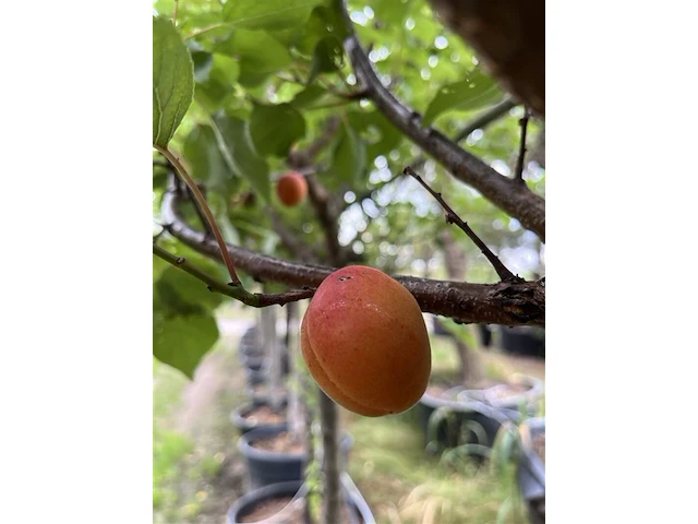 5x vruchtboom, pyrus 'comice', e.a., halfstam, vruchtdragend, ca. 2.5-3.5 m hoog - afbeelding 5 van  8