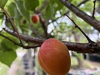 5x vruchtboom, pyrus 'comice', e.a., halfstam, vruchtdragend, ca. 2.5-3.5 m hoog - afbeelding 5 van  8