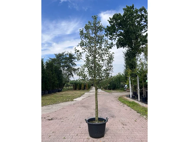 5x vruchtboom, pyrus 'comice', e.a., halfstam, vruchtdragend, ca. 2.5-3.5 m hoog - afbeelding 6 van  8