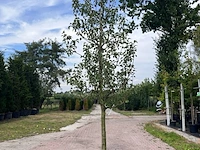 5x vruchtboom, pyrus 'comice', e.a., halfstam, vruchtdragend, ca. 2.5-3.5 m hoog - afbeelding 6 van  8