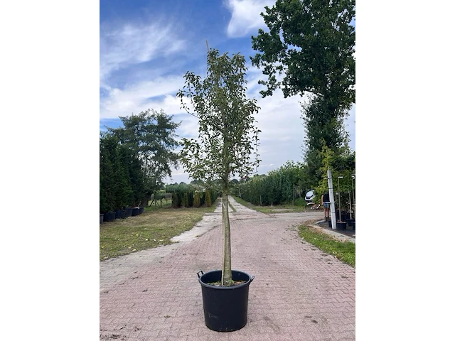 5x vruchtboom, pyrus 'comice', e.a., halfstam, vruchtdragend, ca. 2.5-3.5 m hoog - afbeelding 7 van  8