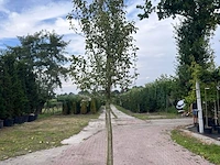 5x vruchtboom, pyrus 'comice', e.a., halfstam, vruchtdragend, ca. 2.5-3.5 m hoog - afbeelding 7 van  8
