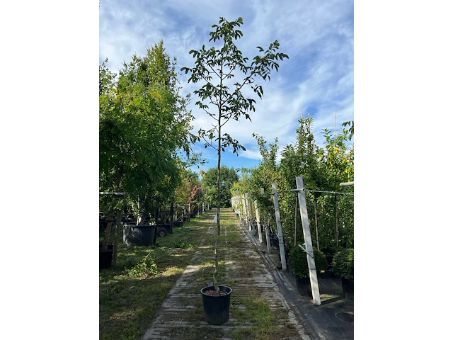 5x walnotenboom, juglans 'chandler', vruchtboom, vruchtdragend, ca. 3.5 m hoog - afbeelding 1 van  3