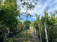 5x walnotenboom, juglans 'chandler', vruchtboom, vruchtdragend, ca. 3.5 m hoog