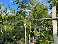 5x walnotenboom, juglans 'chandler', vruchtboom, vruchtdragend, ca. 3.5 m hoog - afbeelding 2 van  3