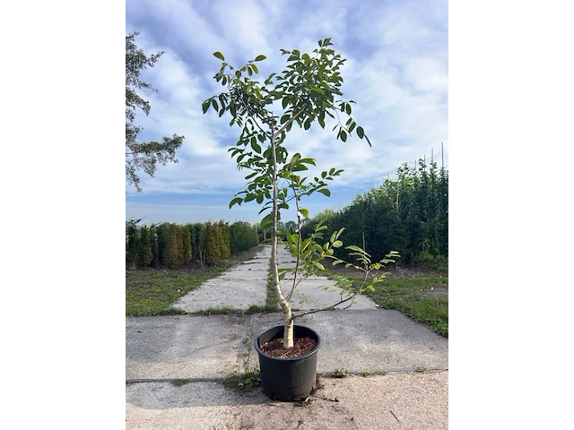 5x walnotenboom, juglans regia, vruchtboom, vruchtdragend, ca. 175-225 cm hoog - afbeelding 1 van  3