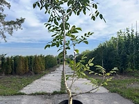 5x walnotenboom, juglans regia, vruchtboom, vruchtdragend, ca. 175-225 cm hoog