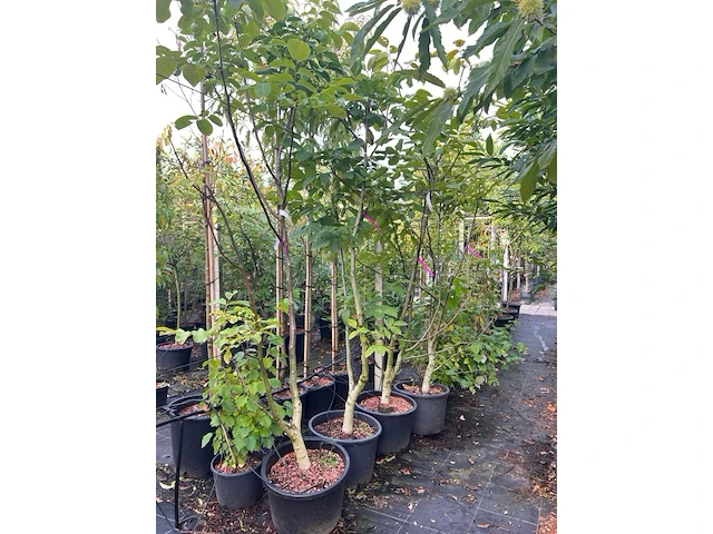 5x walnotenboom, juglans regia, vruchtboom, vruchtdragend, ca. 175-225 cm hoog - afbeelding 2 van  3