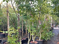 5x walnotenboom, juglans regia, vruchtboom, vruchtdragend, ca. 175-225 cm hoog - afbeelding 2 van  3