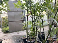 5x walnotenboom, juglans regia, vruchtboom, vruchtdragend, ca. 175-225 cm hoog - afbeelding 3 van  3