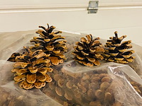 5x zak a 10 kilo dennenappels - afbeelding 2 van  7