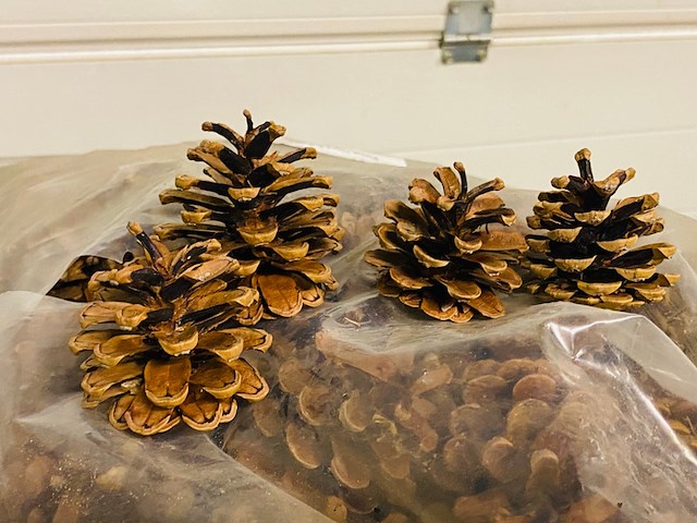 5x zak a 10 kilo dennenappels - afbeelding 3 van  7